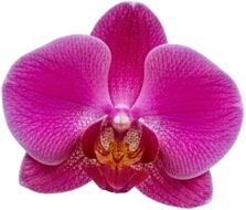 a pink orchid flower on a white background.jpg